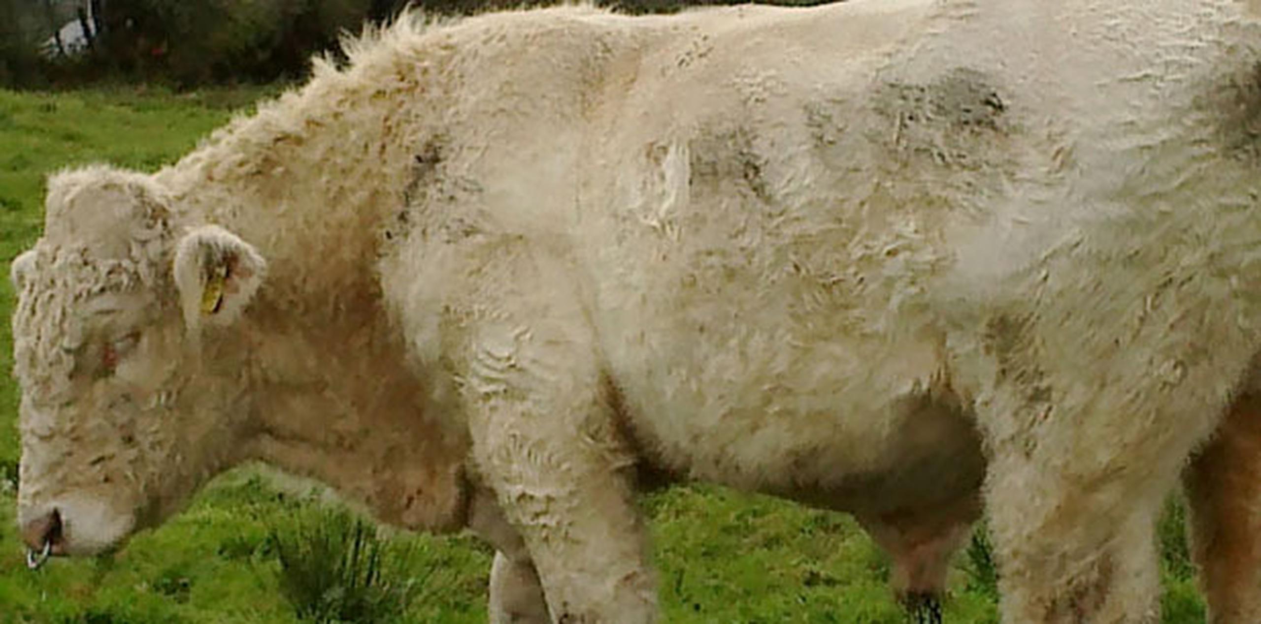 Benjy, un toro de raza Charlerois, no pudo impregnar a las vacas en un establecimiento en County Mayo, Irlanda. Los veterinarios determinaron que era fértil, pero que le atraía otro toro.  (AFP)
