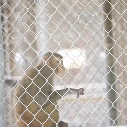 Se escapan alrededor de 10 monos de instalación en Toa Baja