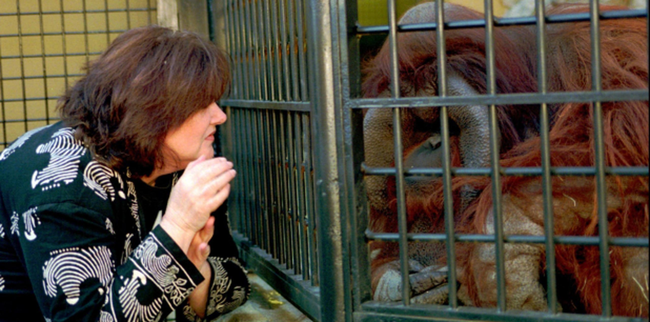 El orangután Chantek podía comunicarse a través de lenguaje de señas. En esta foto, la investigadora Lyn Miles conversa con Chantek en el zoológico de Atlanta. (Archivo)