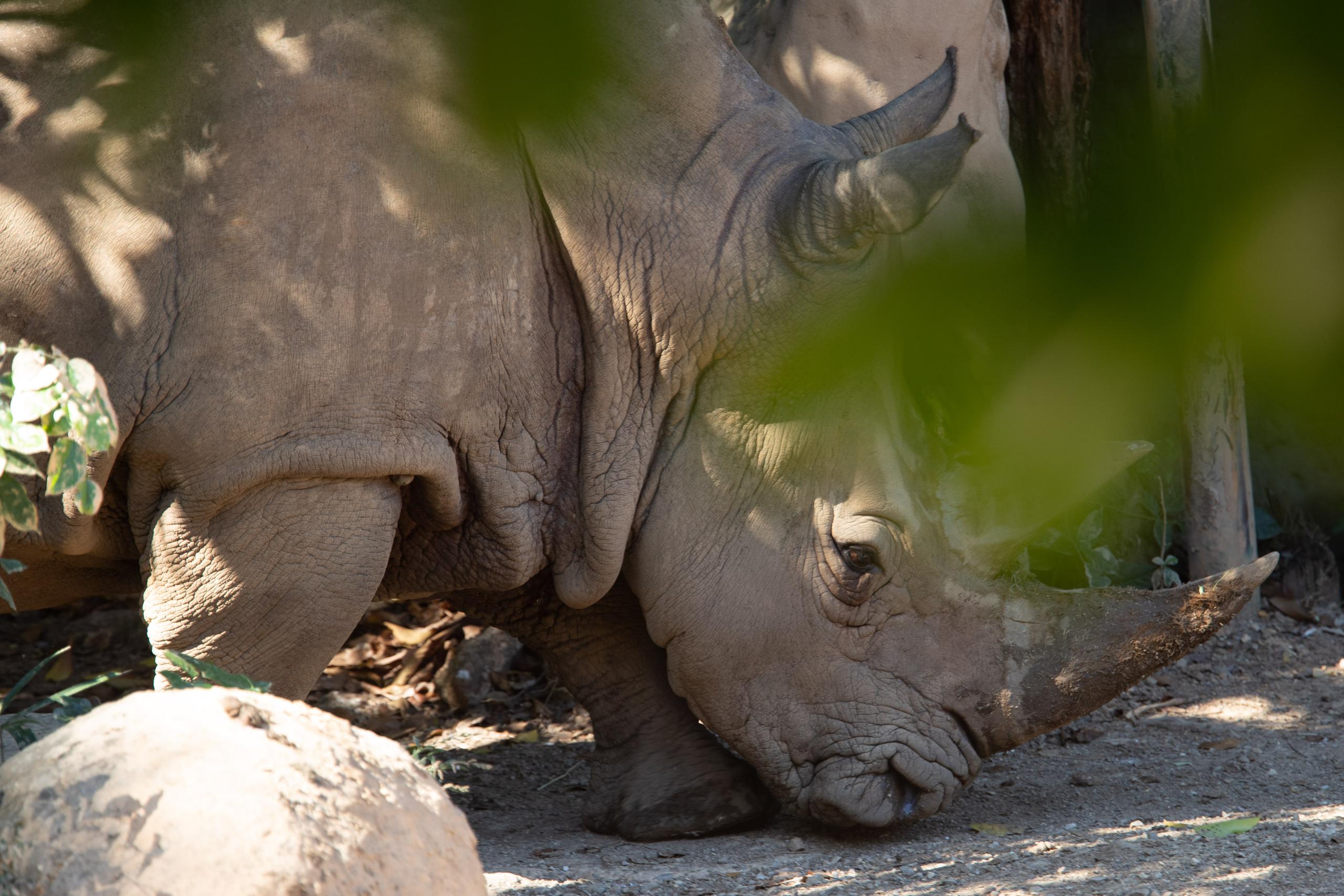 El rinoceronte Felipe murió el dos de junio pasado en el West Texas Wildlife Preserve, a donde fue trasladado en mayo.