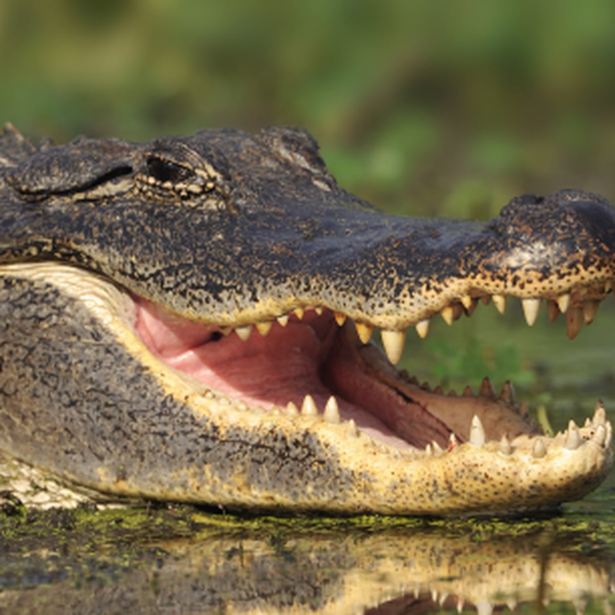 Capturan 95 caimanes en parques de Disney Primera Hora