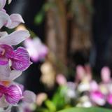 Cataño te invita a disfrutar del segundo Festival de Orquídeas