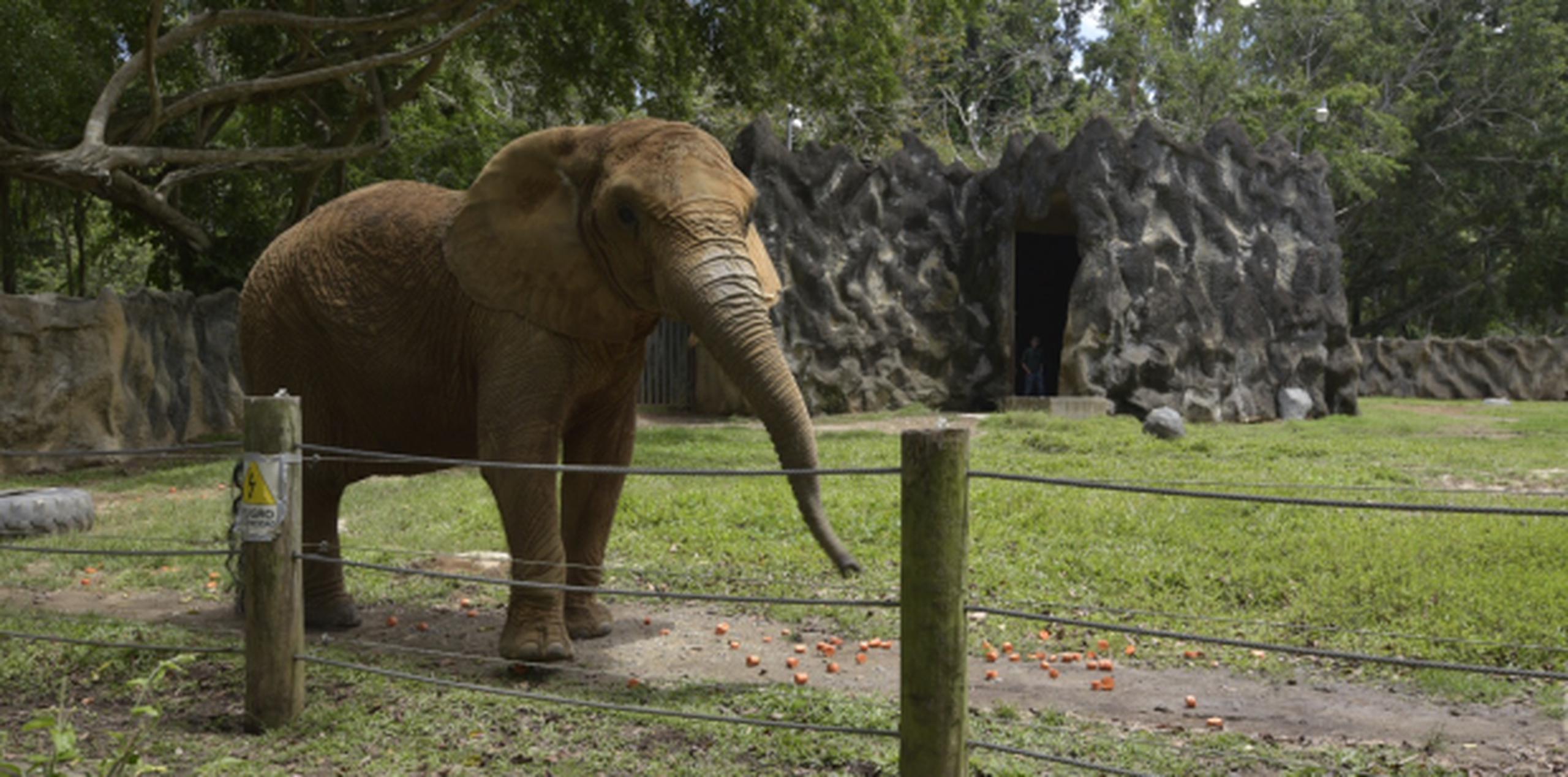 La elefanta Mundi ya tiene 36 años. (Suministrada)