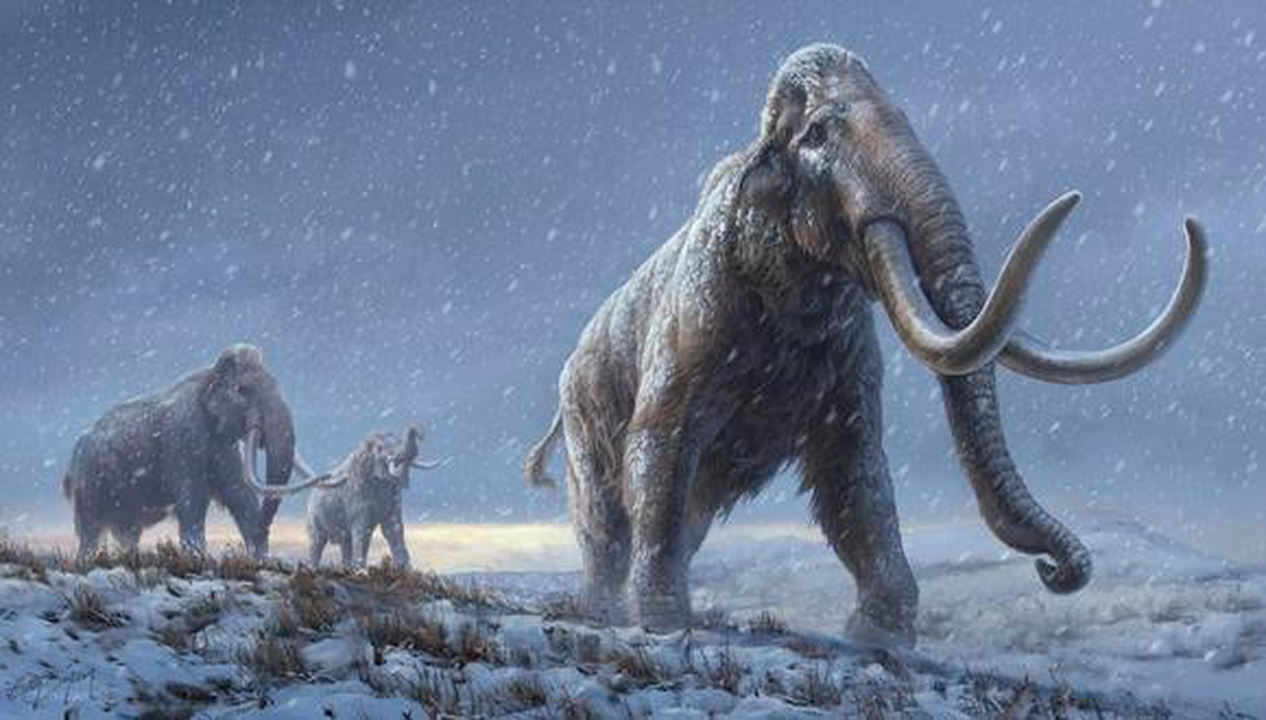 El material genético de más de un millón de años fue recuperado en los dientes de mamuts enterrados en el permafrost en Siberia.
