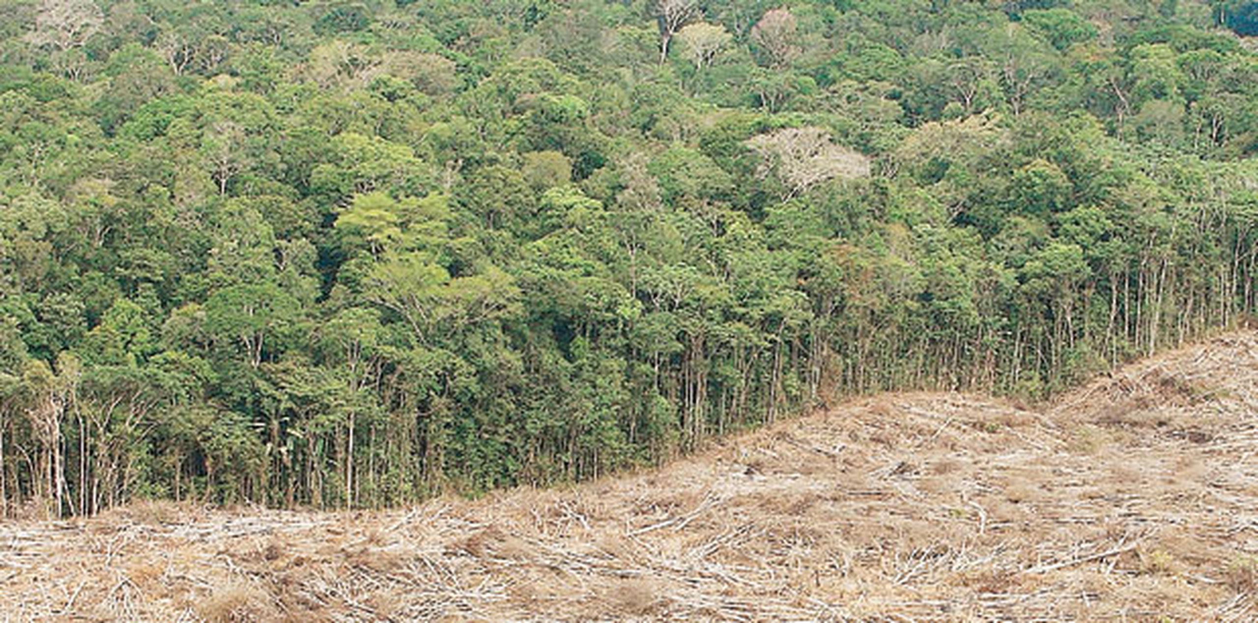En las últimas décadas, los bosques inundados se han visto seriamente amenazados por la explotación forestal. (Archivo)