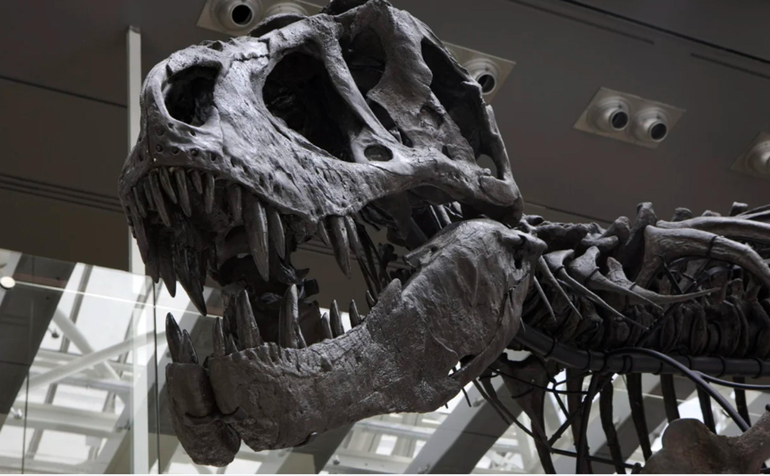 La tendencia de subastar esqueletos de dinosaurios preocupa a varios expertos y científicos.