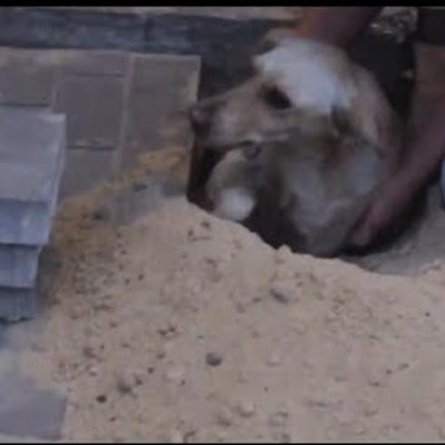 Mira el rescate de esta perra enterrada viva 