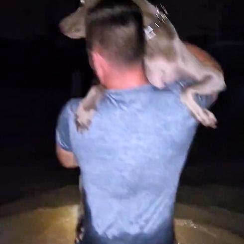 Hombre salva perro en medio del huracán Ian en Florida