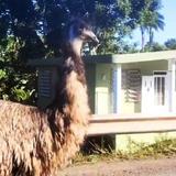 Emú que anda por las calles de Moca no se escapó del zoológico de Mayagüez