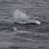 Repunte en poblaciones de  ballenas rorcuales en el Antártico 