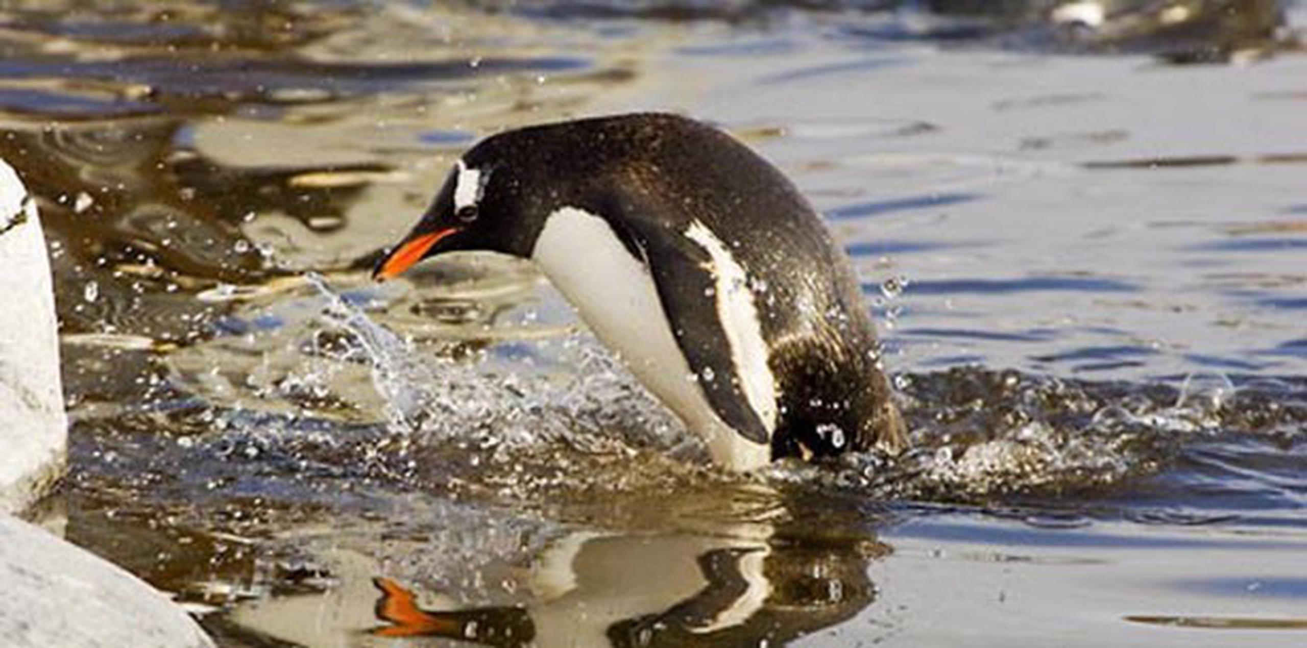 El pingüino del zoológico del Tiflis se encunetra bien. (Archivo)