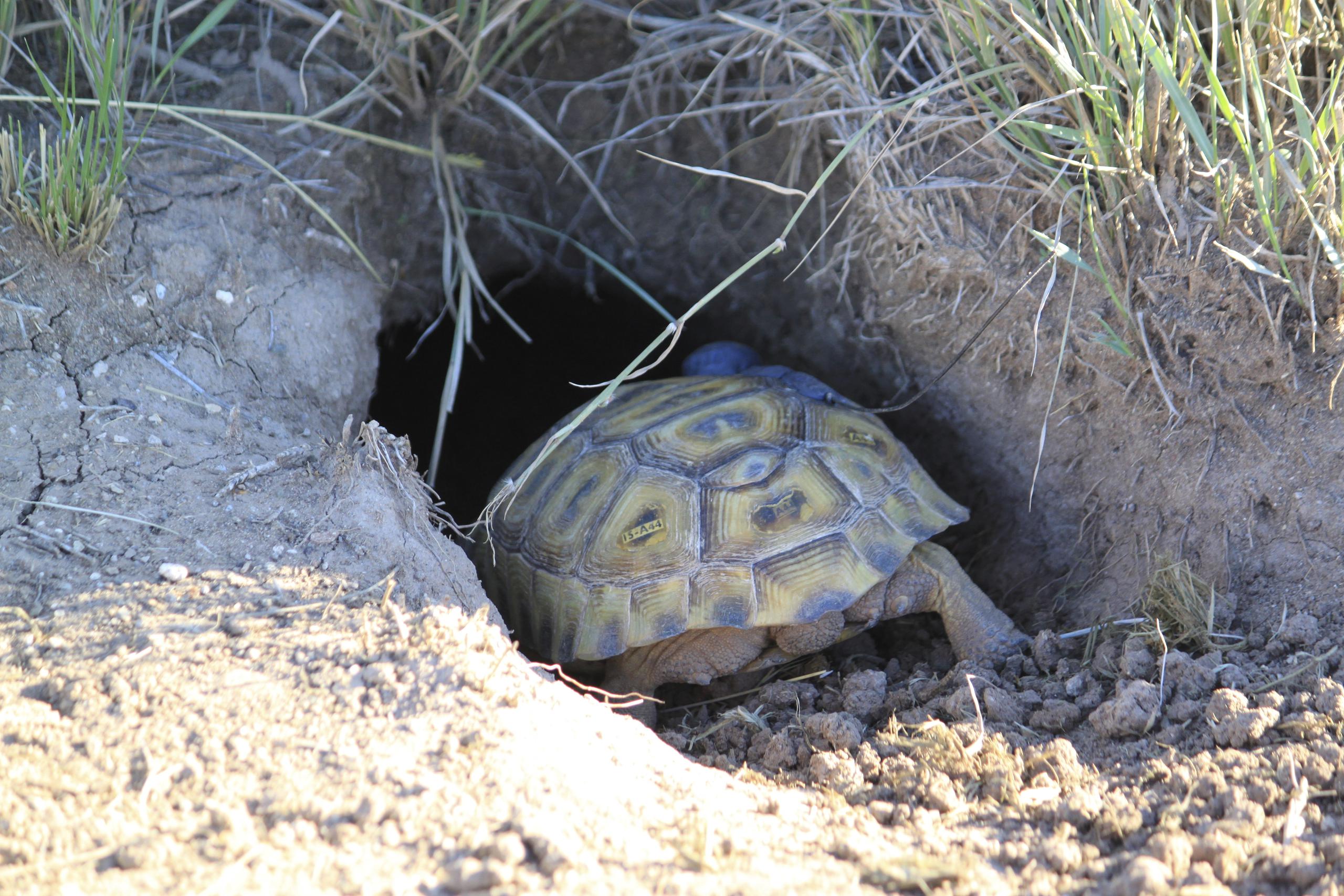 Una tortuga del Bolsón explora su nueva madriguera tras ser liberada en el rancho Armendaris de Ted Turner en Engle, Nuevo México.