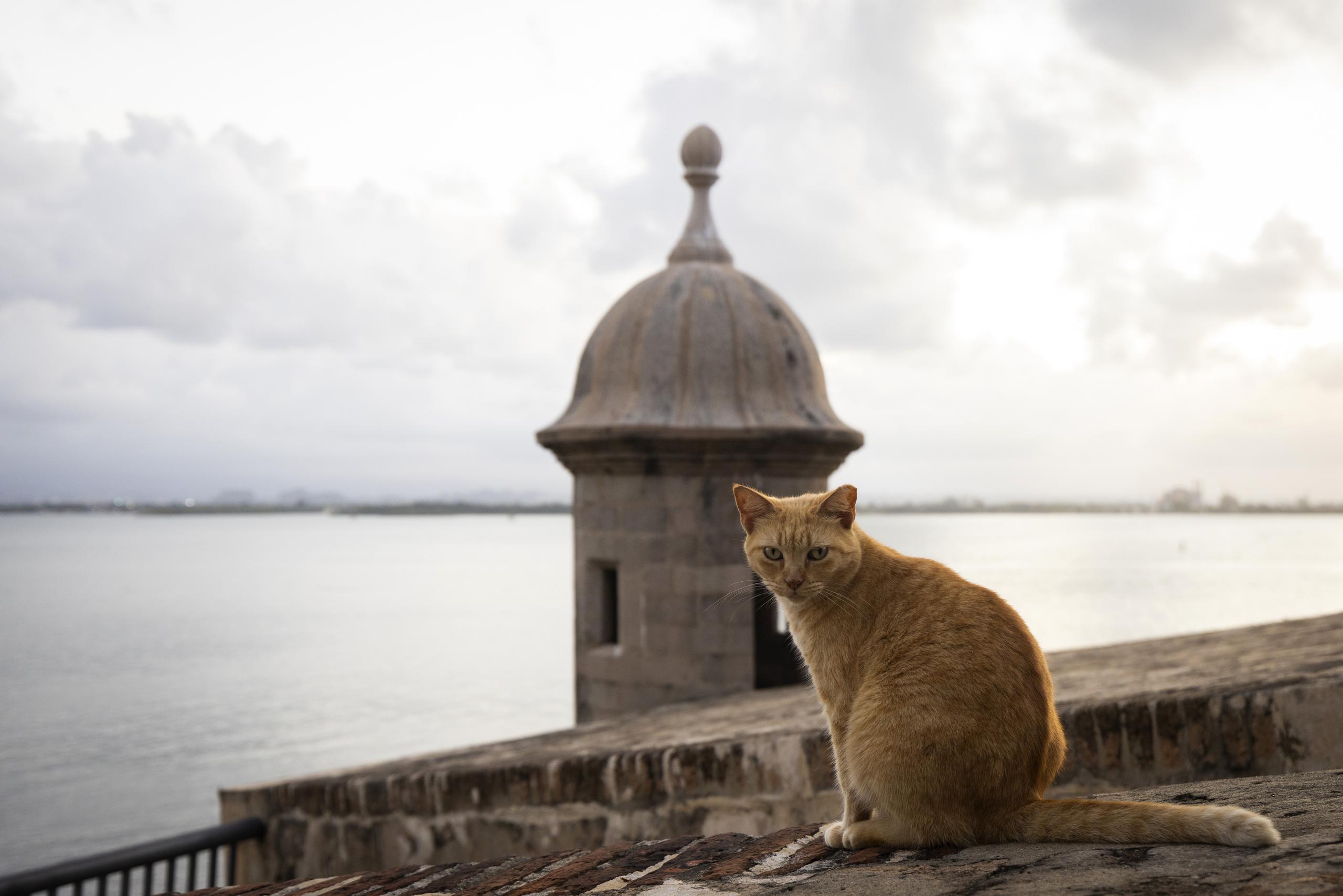 Un gato callejero sentado en un muro del Viejo San Juan.