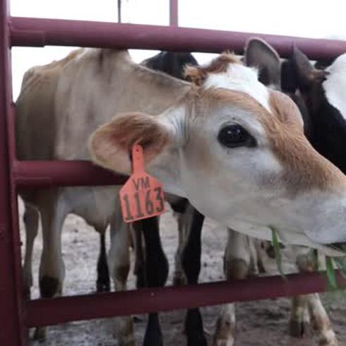 Le ponen música a vacas en Vega Baja para que sean felices y produzcan más leche
