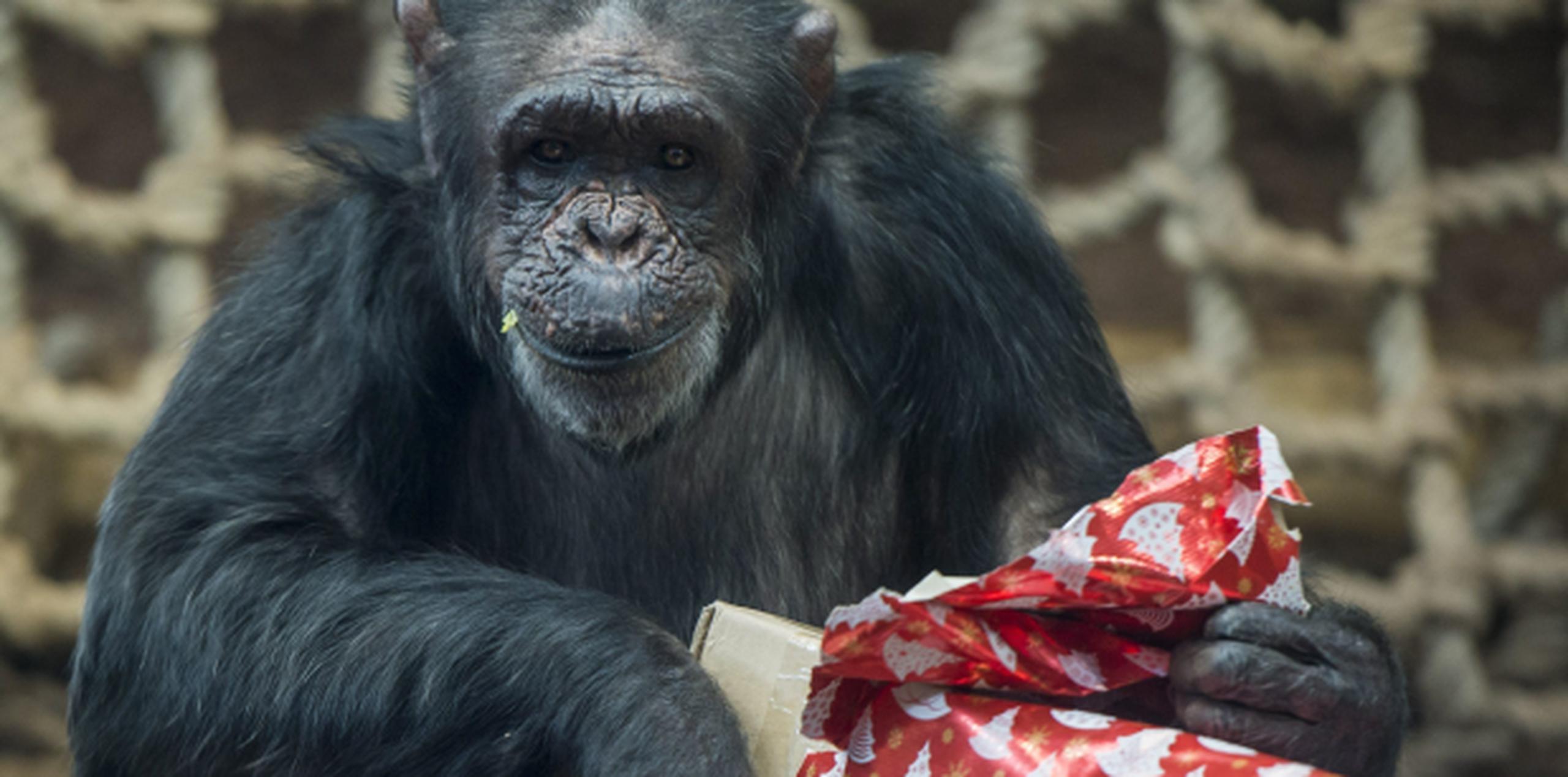 Los expertos concluyen que los chimpancés no presentan actitudes altruistas o vengativas por naturaleza, sino que solo aparecen cuando "anticipan algún tipo de ventaja para ellos". (Foto/Prensa Asociada)