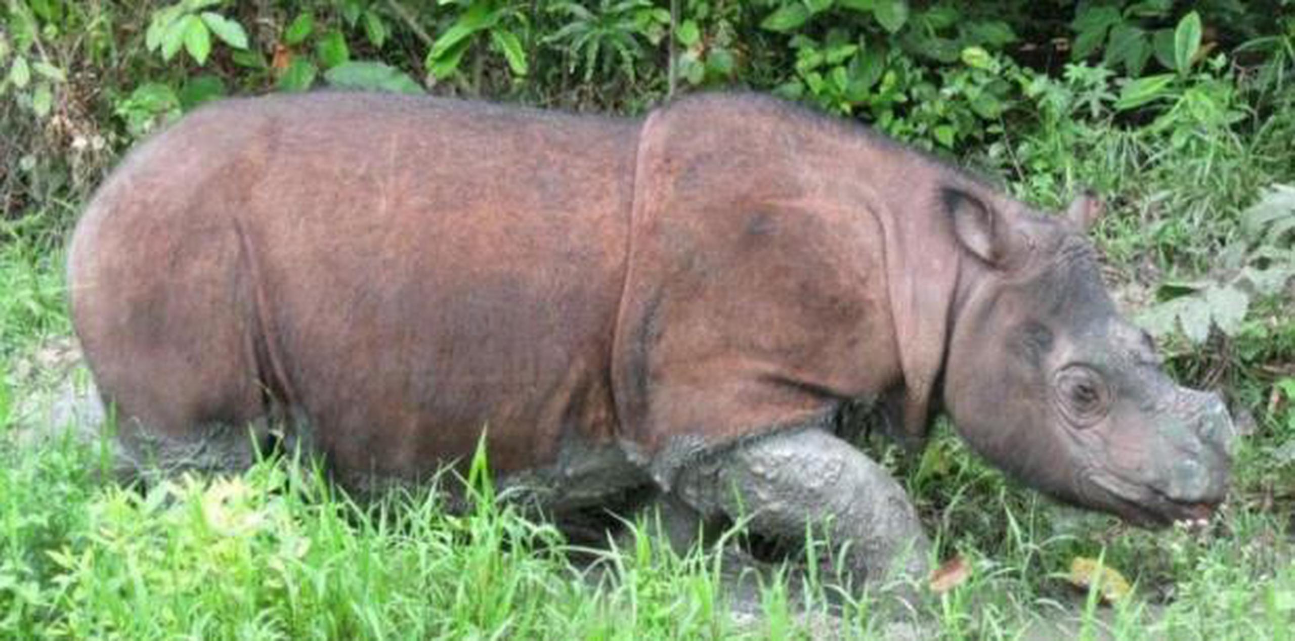 Tam falleció este 27 de mayo. (International Rhino Fundation)
