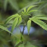 Senadores demócratas propondrán despenalizar la marihuana 