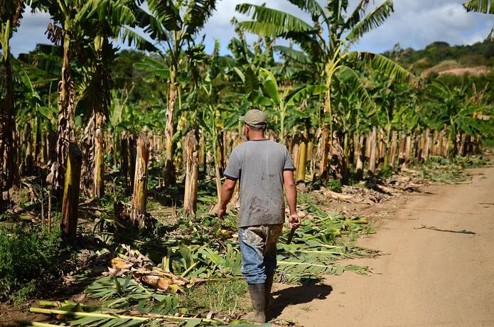 El secretario de Agricultura, Ramón González, informó que los agrónomos de la agencia están listos para evaluar, de inmediato, los posibles daños de Grace y determinar si es necesario solicitar un estado de emergencia para la agricultura.