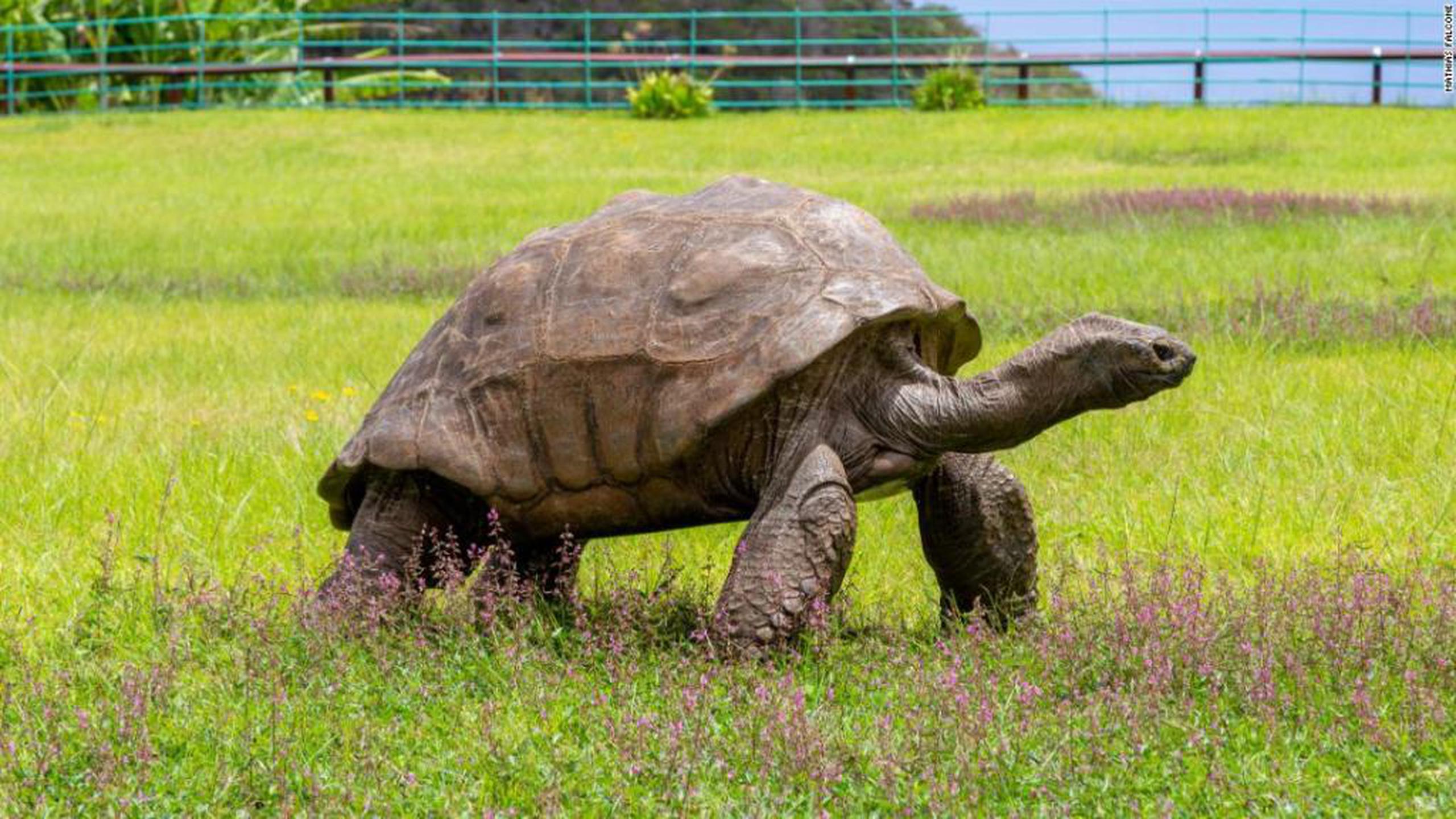 La tortuga Jonathan cumple 190 años.