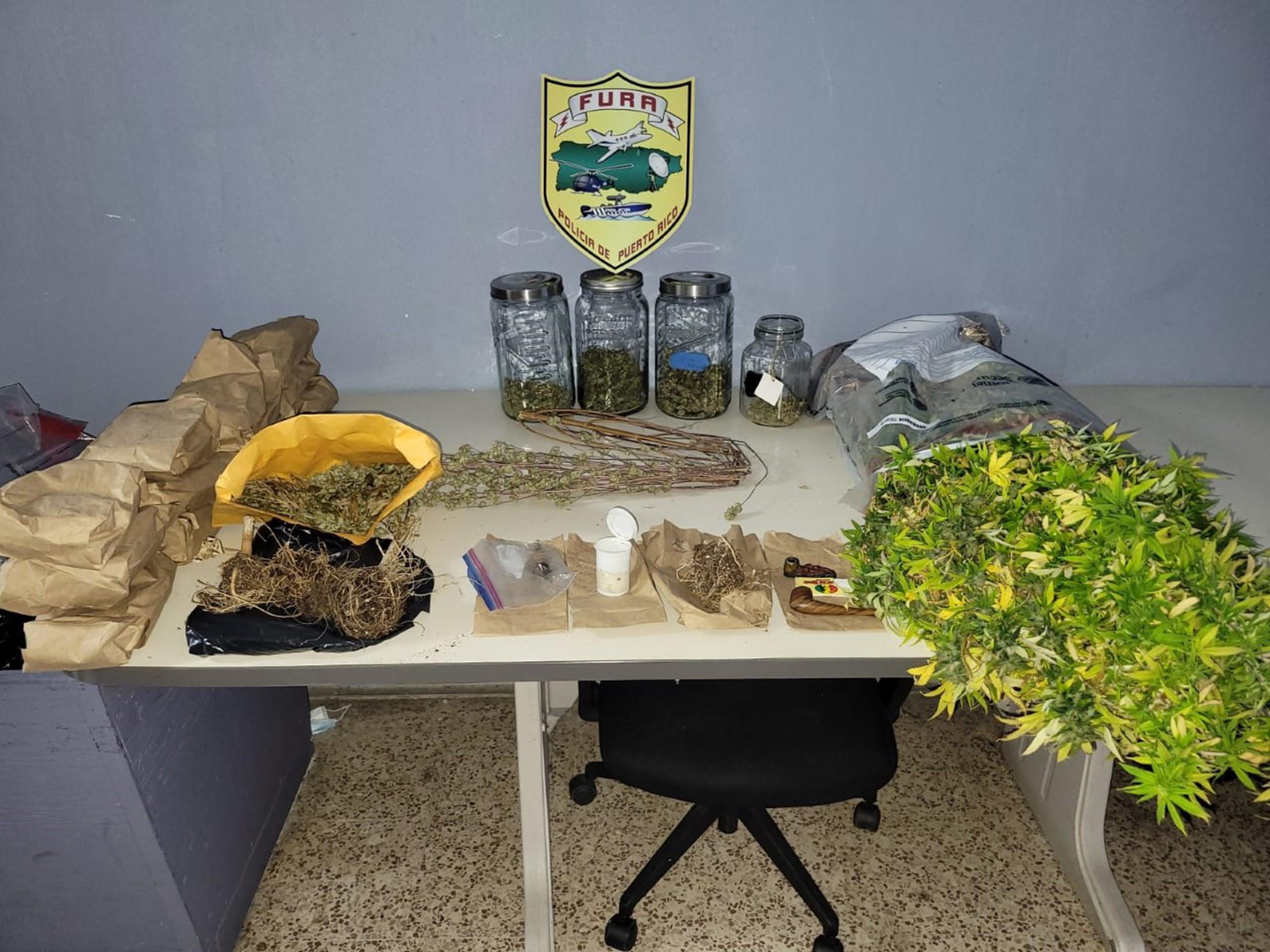 Las autoridades arrestaron a un hombre que se alega que trabaja en la producción y venta de marihuana en un apartamento del edificio D del condominio River Park, en Bayamón.