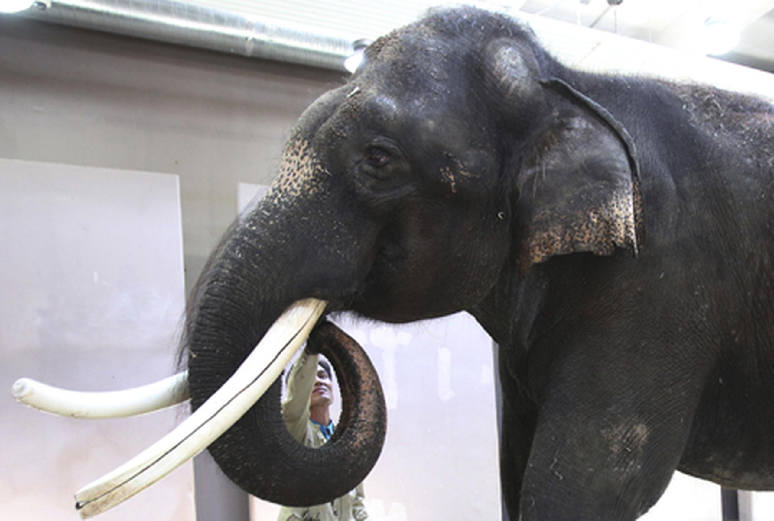 El elefante parlanchín sabe pronunciar “choah” (bueno),  “nuo” (acostarse),  “annyong” (él), “anja” (sentarse) y  “aniya” (no), entre otras palabras. (AP)