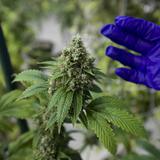 Cámara aprueba medida que brindaría protecciones laborales a los pacientes de cannabis medicinal