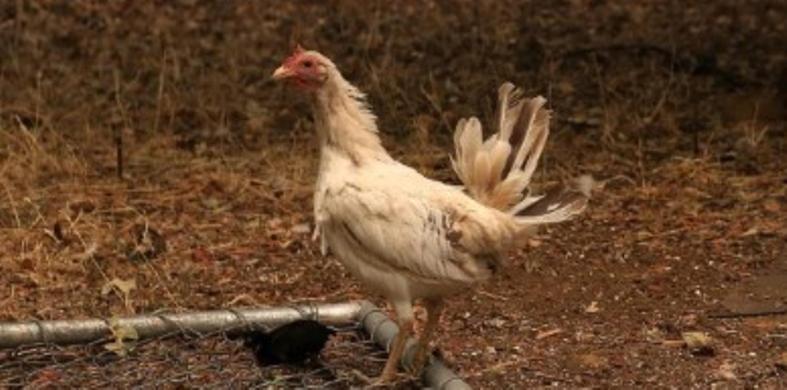 El ave nació con un tendón dañado en la pata que la vuelve inútil. (AFP)