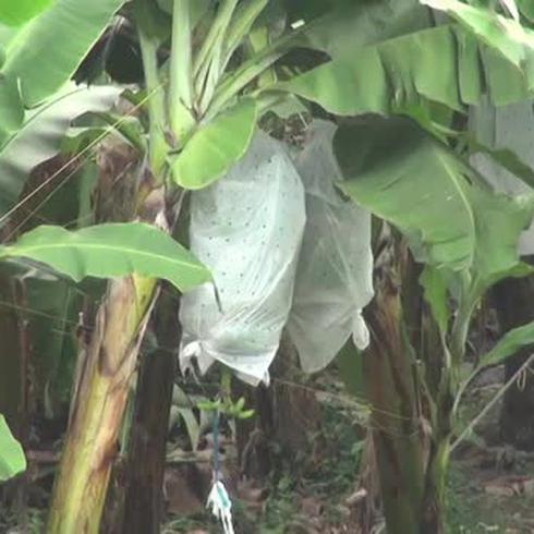 Colombia declara estado de emergencia por plaga que afecta a los bananos