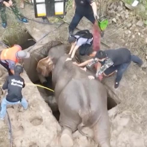 ¡Increíble! Mamá elefante y su bebé son rescatados de alcantarilla