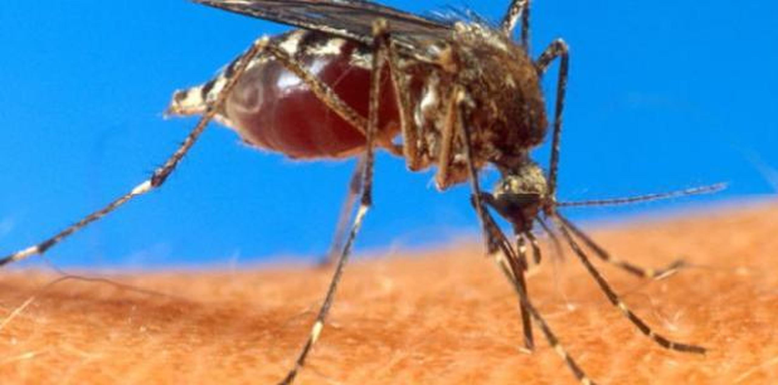 Un virus “en el aire” parece más sencillo que uno virus que me transmite un mosquito que lo adquirió al picar a una persona. (Archivo)