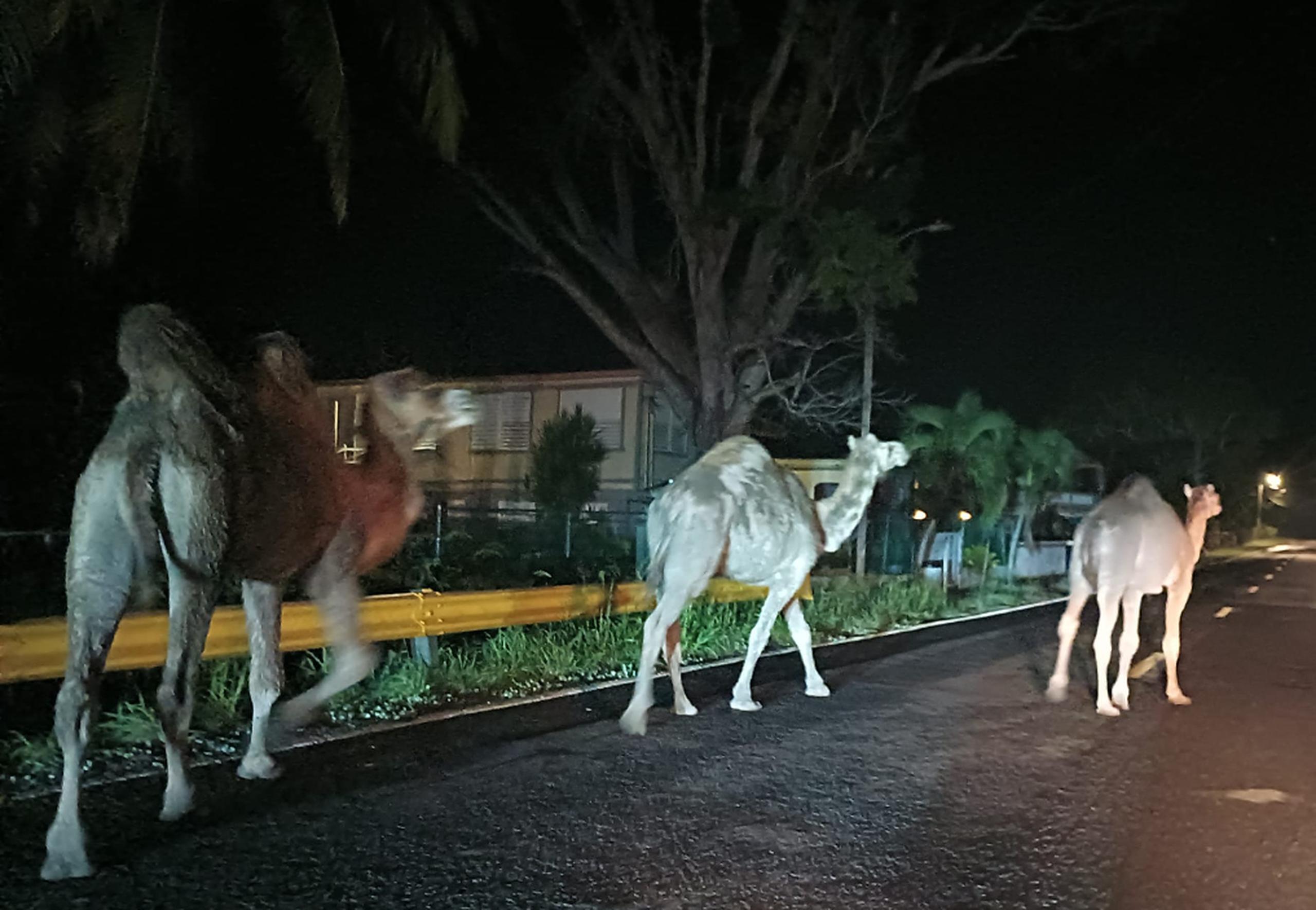 Los camellos caminan por una carretera comunitaria en Lajas.