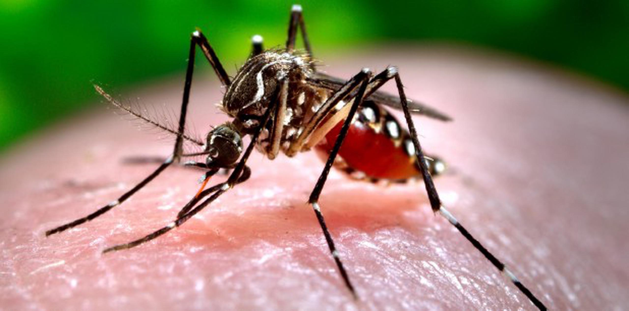 La incidencia de dengue aumenta durante los meses de septiembre a noviembre. (Archivo)