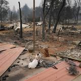 Incendio forestal en California mata al menos 10 personas