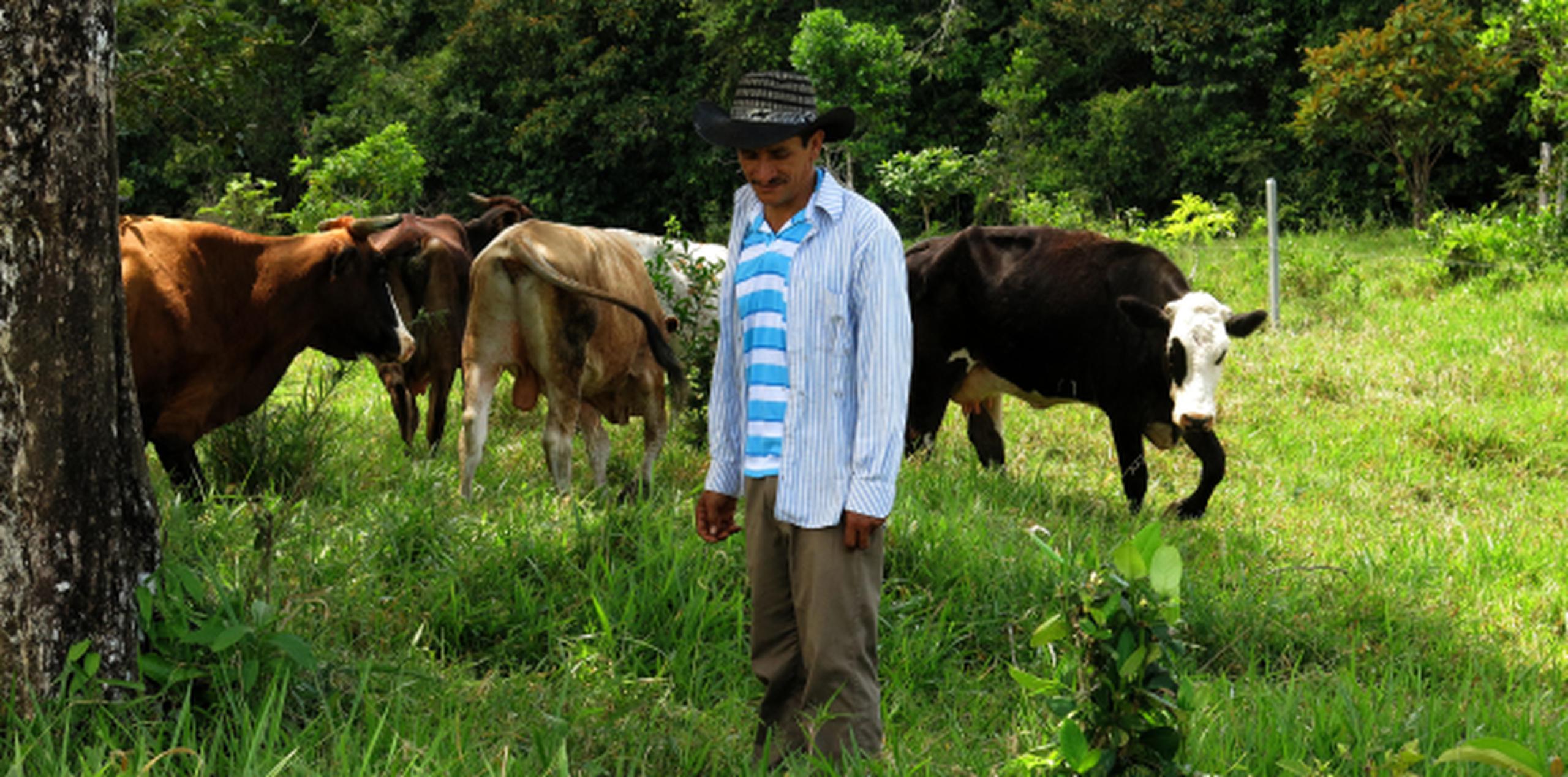 Hace 14 años Jorge, un campesino colombiano, compró una finca en el departamento del Meta donde ordeñaba vacas solo para el consumo familiar. (EFE)