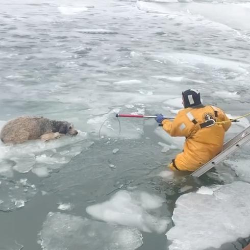 Rescatan a perrito que casi se congela en un río 