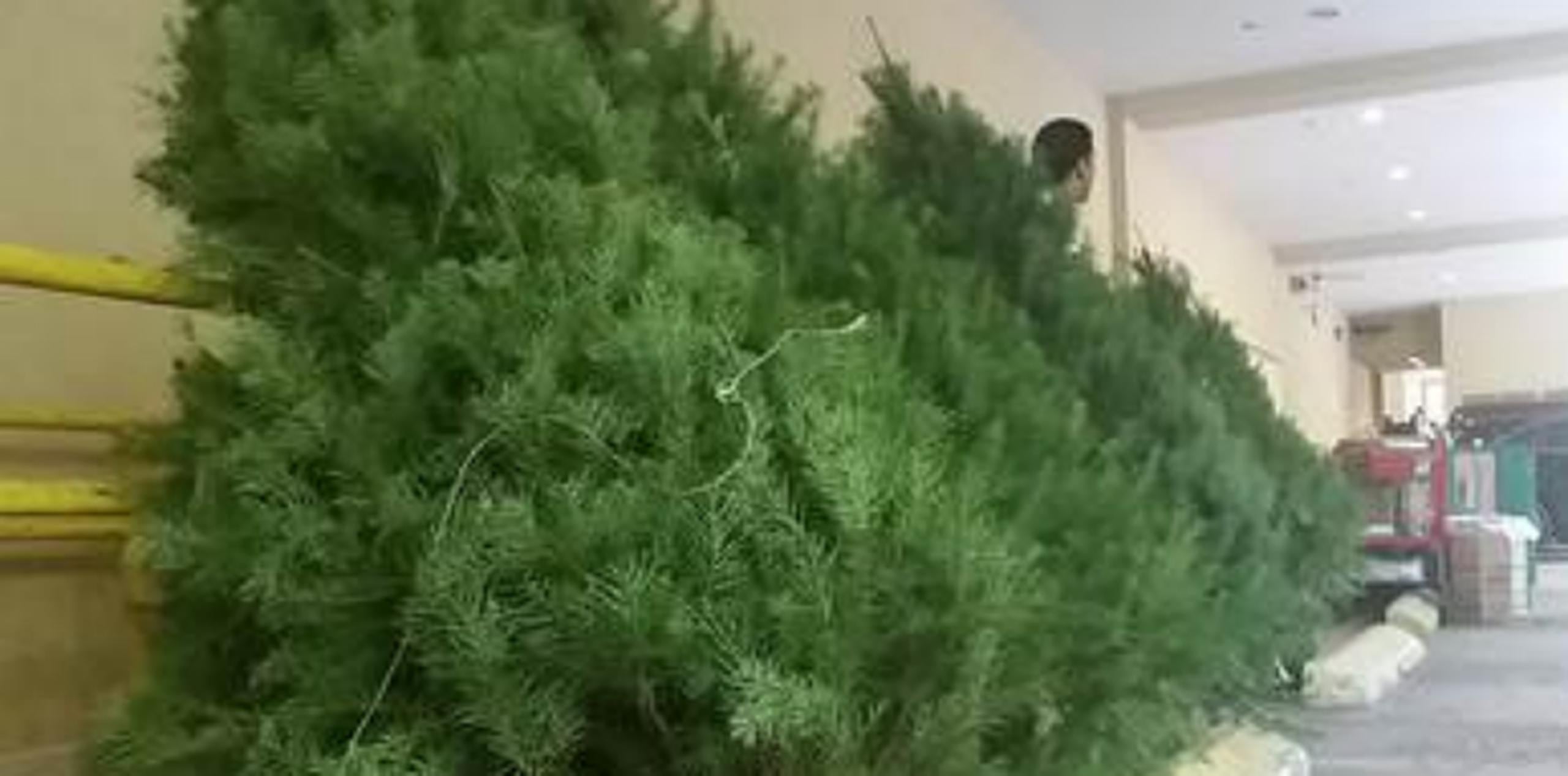 Es importante que el consumidor sepa que existen varios tipos de pinos navideños que pueden ser diferenciados por su calidad, aroma y su duración. (Para Primera Hora/Agustín Criollo)