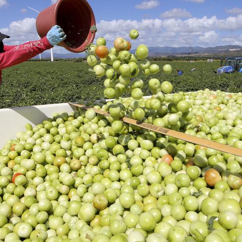 Finca de tomates en Santa Isabel necesita 100 trabajadores