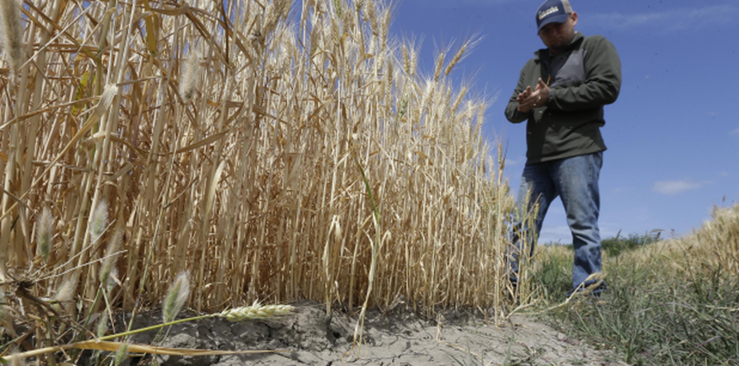 Este agricultor observa su cosecha en California, que ha enfrentado la peor sequía en su historia y aun ellos no han podido acceder fondos de FEMA. (AP)