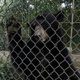 Muere osa negra americana en el Zoológico de Mayagüez