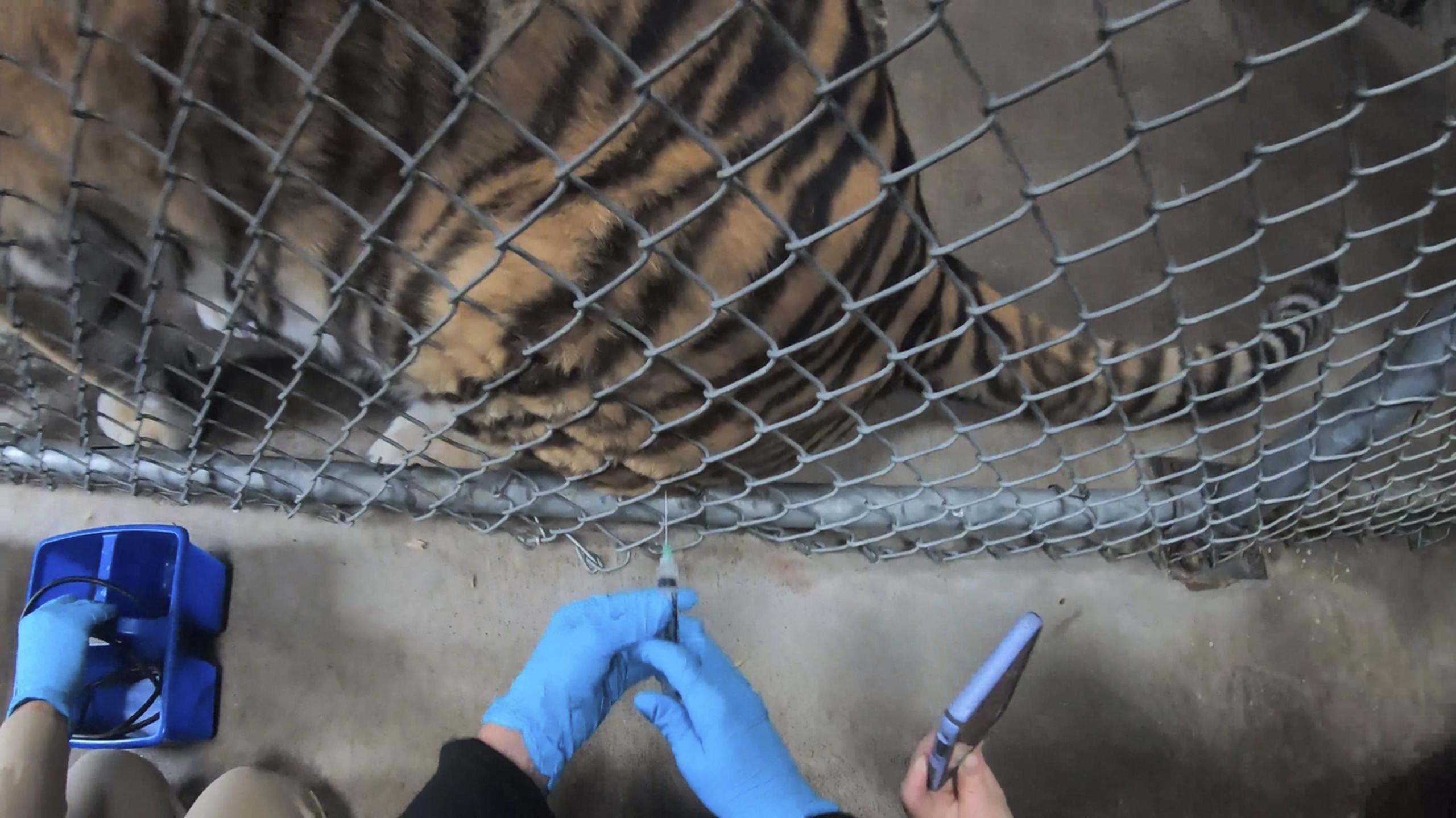 Un tigre recibe la vacuna contra el COVID-19 en el Zoológico de Oakland.