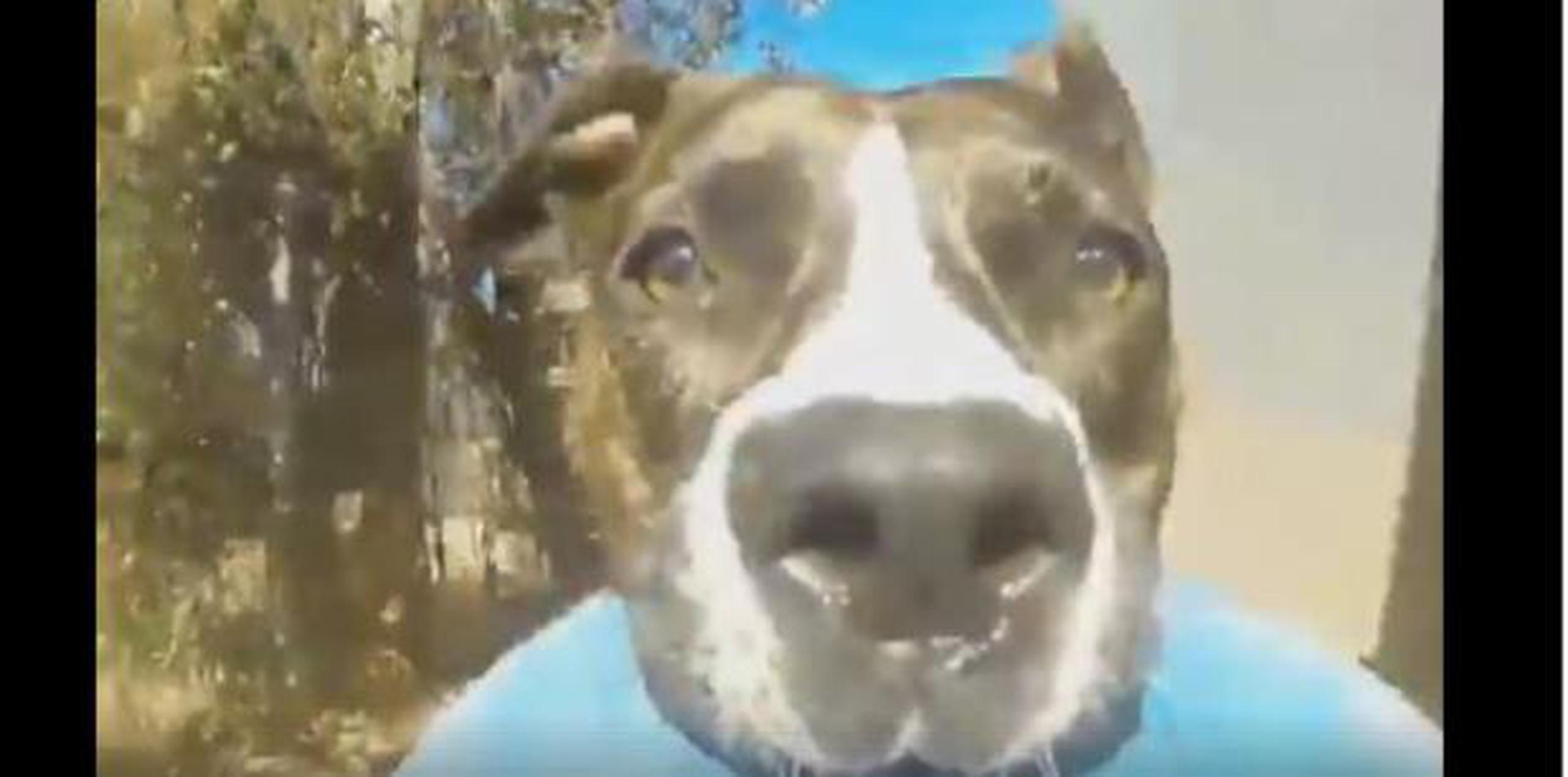 Si bien se detiene en varias ocasiones, el perro protagonista del video viral del momento de Facebook siempre echa a correr con la cámara en la boca cuando siente que están por alcanzarlo. (Captura)