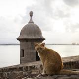 Servicio de Parques Nacionales da ultimátum a los gatos en Paseo del Morro