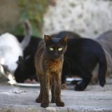 Investigan muerte de 35 gatos en los predios del Hipódromo Camarero en Canóvanas
