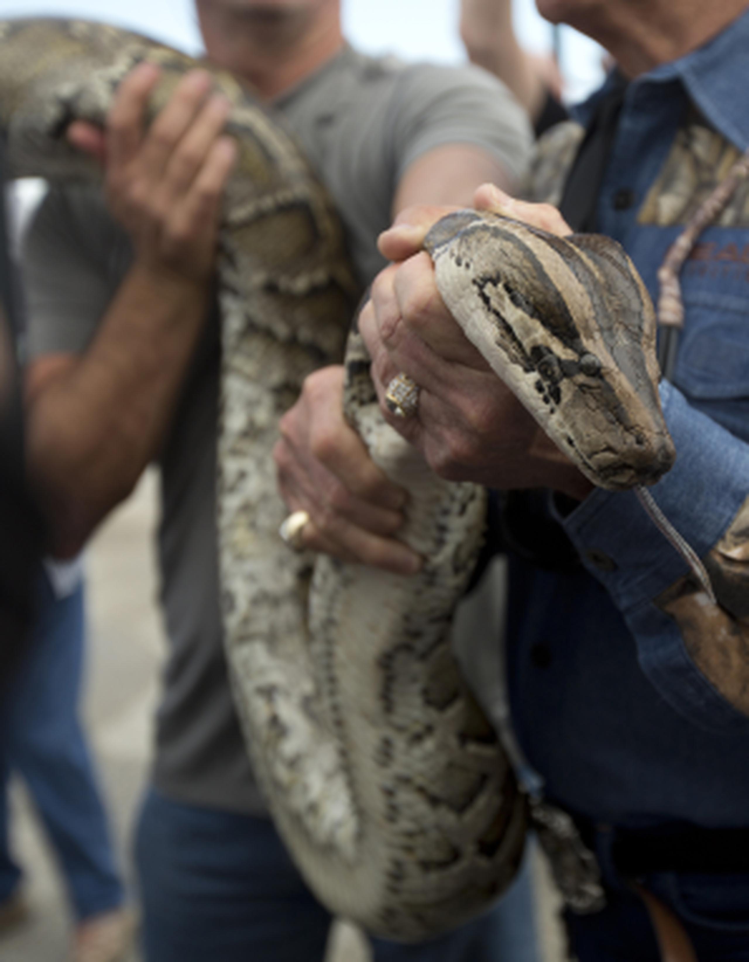 Las serpientes pitones de Birmania se han convertido en una seria amenaza para las especies locales de Florida. (Archivo)