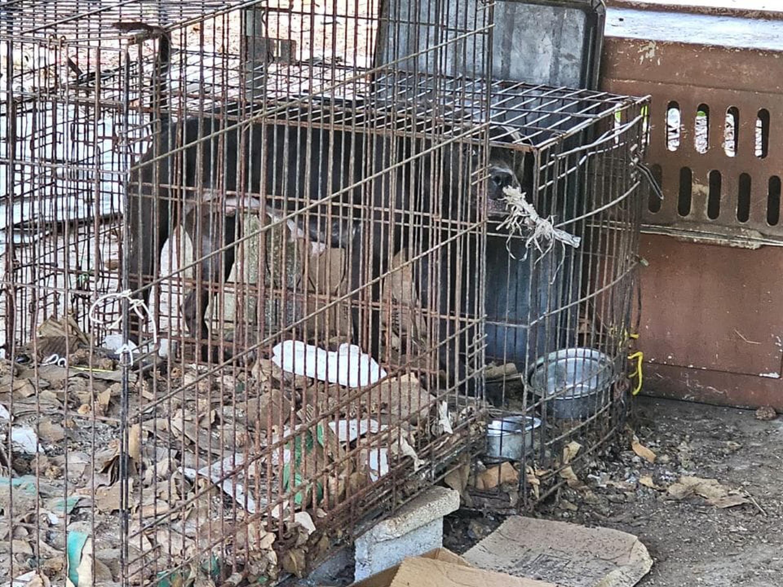 Investigación de caso de maltrato de animales en una residencia abandonada localizado en la comunidad la Cuesta de Casiano, en Bayamón.