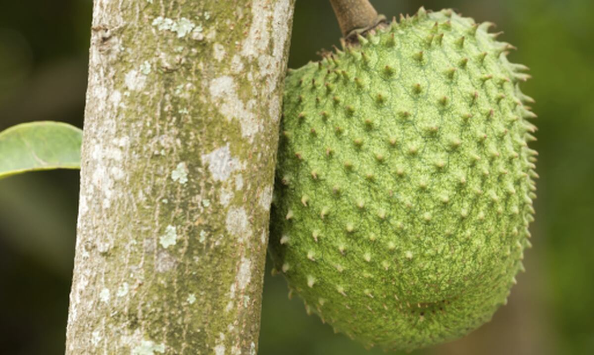 Se Nos Dana La Guanabana Primera Hora
