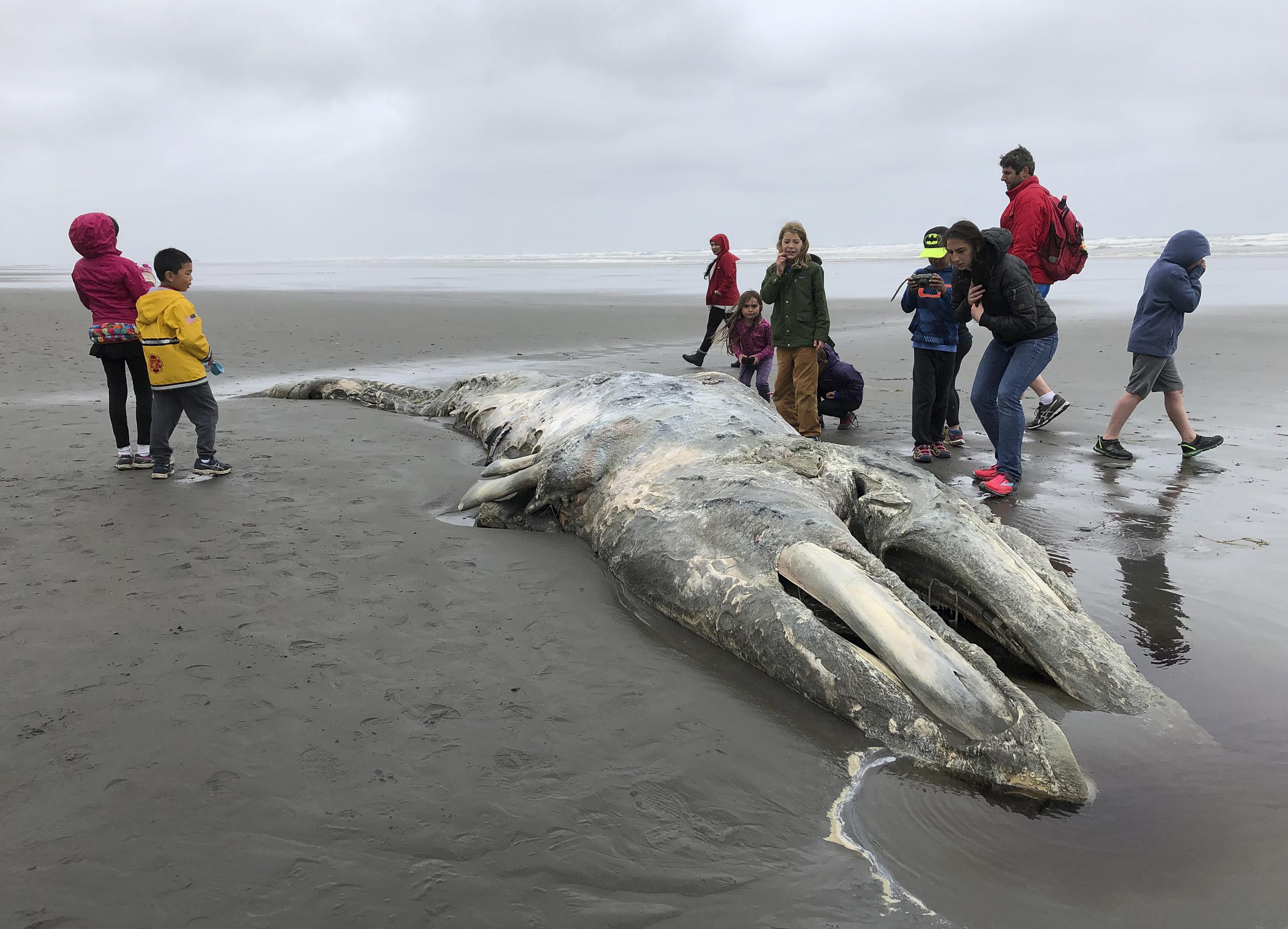 En mayo, había 217 ballenas grises, una disminución con respecto a las 383 registradas el año previo, indicó un informe del Servicio Nacional de Pesca Marítima de Estados Unidos.