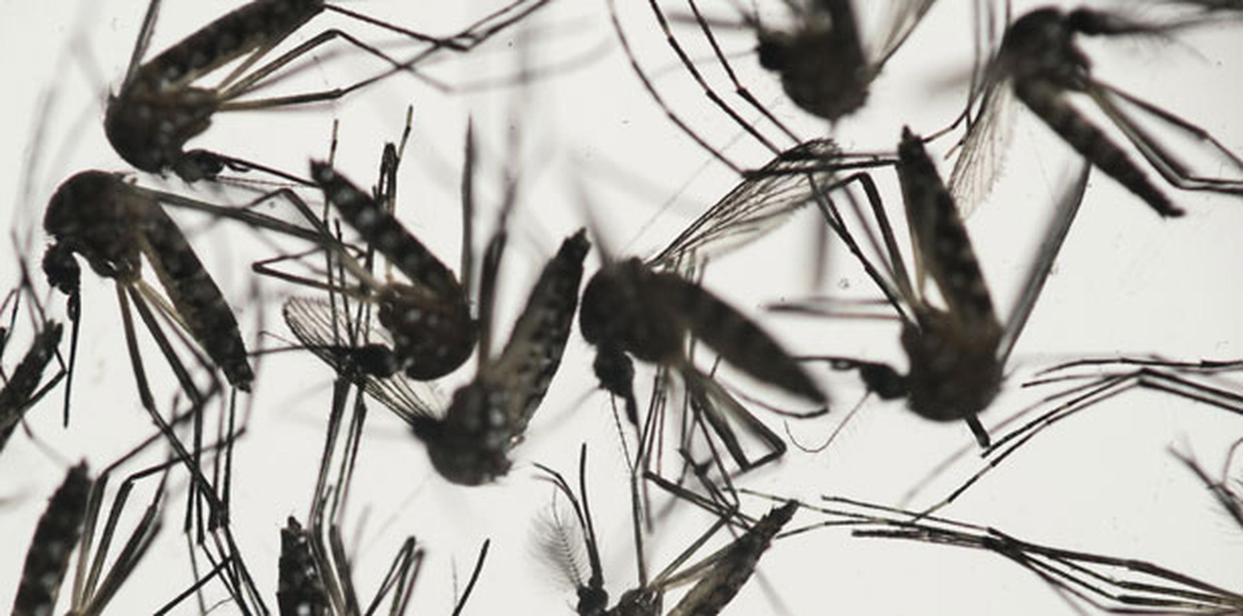 Hasta ahora, la AVP ha utilizado el químico Deltrametina, uno que según el López Arrieta ha matado efectivamente el mosquito en los lugares donde lo han utilizado. (Archivo)