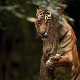 Tigre mata a trabajadora de zoológico en Chile