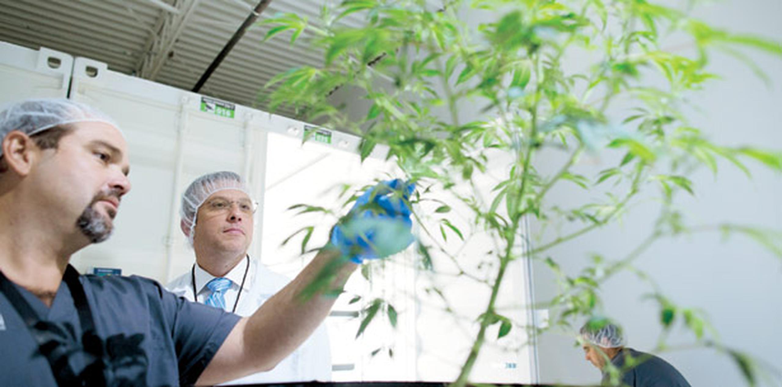 Pa’ diciembre el cannabis recetado Primera Hora